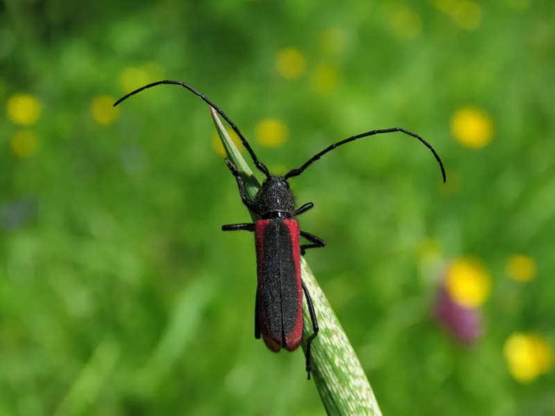 转载：这些天牛你能认出几种？99%的人都认不全