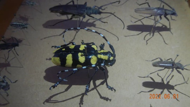 转载：这些天牛你能认出几种？99%的人都认不全