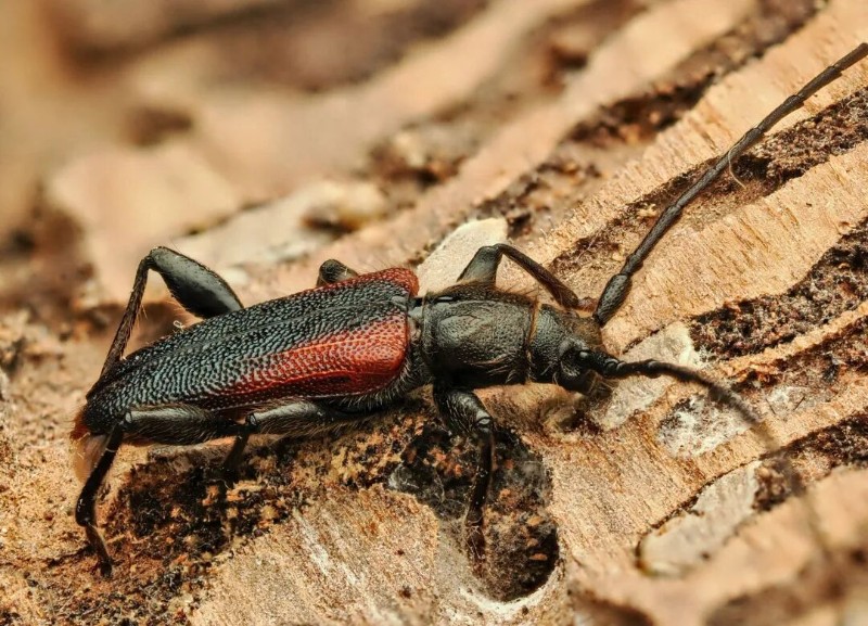 转载：这些天牛你能认出几种？99%的人都认不全