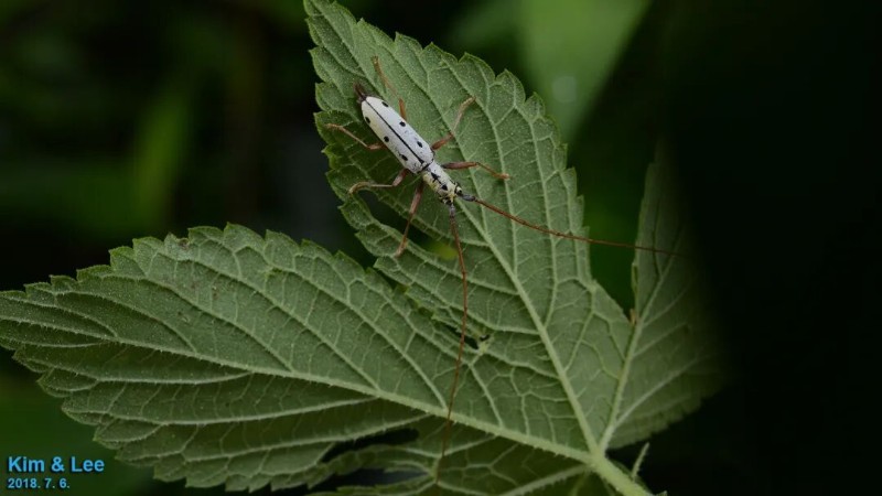 转载：这些天牛你能认出几种？99%的人都认不全