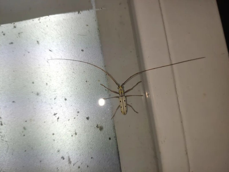 转载：这些天牛你能认出几种？99%的人都认不全