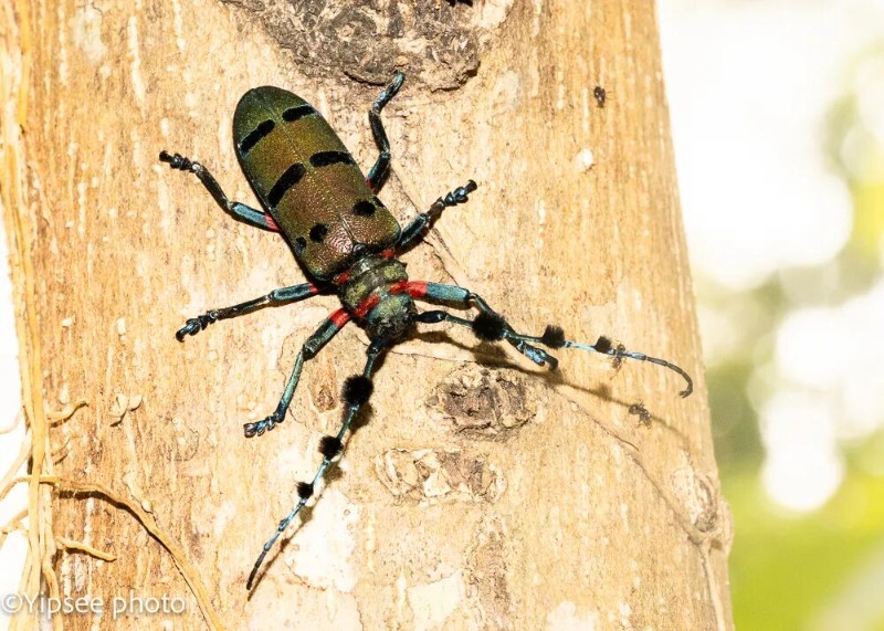 转载：这些天牛你能认出几种？99%的人都认不全