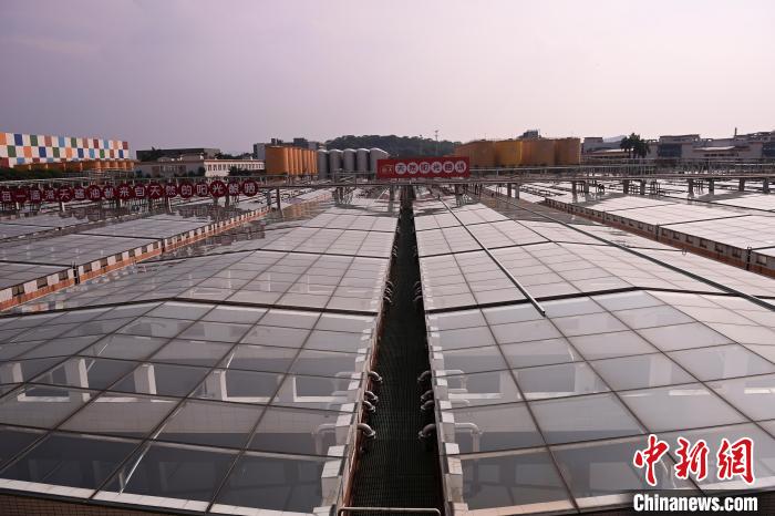 （高质量发展调研行）年产值超250亿元！“酱油一哥”海天的数智化“焕新”路