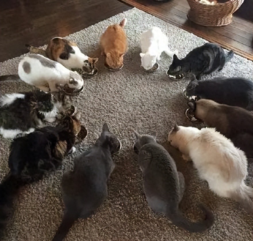 多猫家庭是什么体验？8年养猫人告诉你