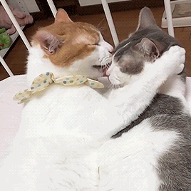 多猫家庭是什么体验？8年养猫人告诉你