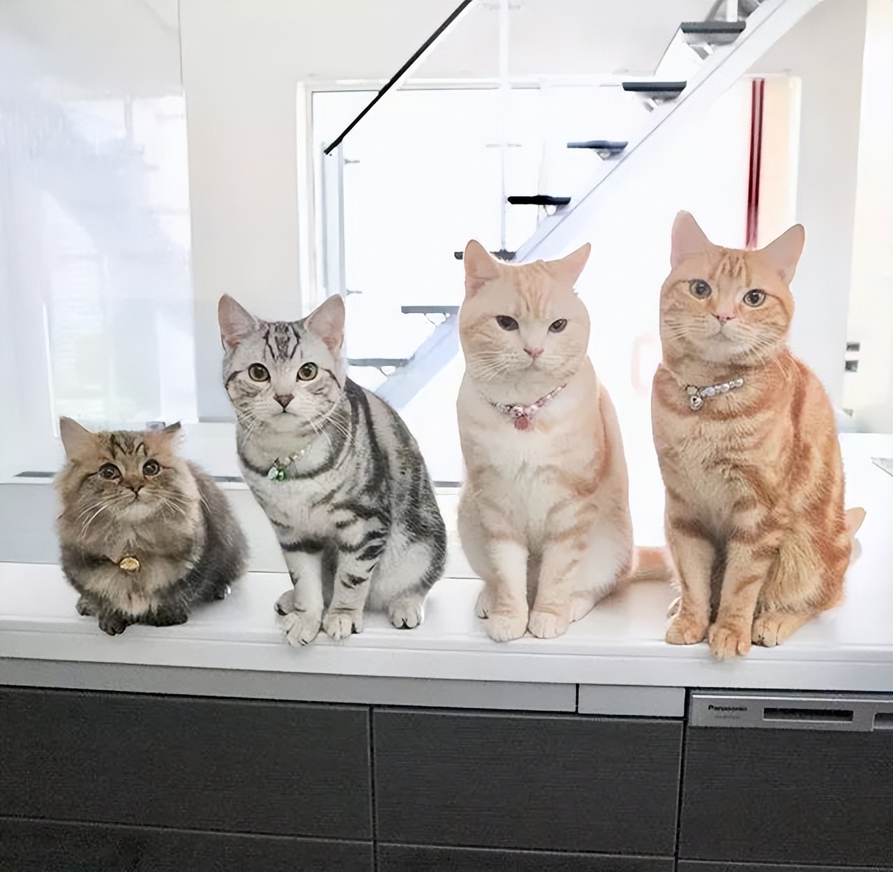 多猫家庭是什么体验？8年养猫人告诉你