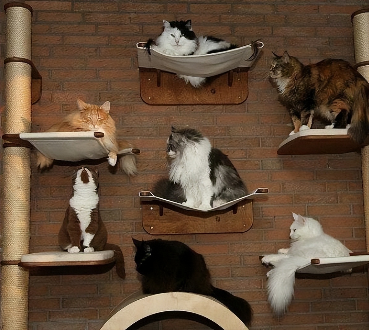多猫家庭是什么体验？8年养猫人告诉你