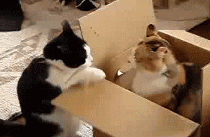 多猫家庭是什么体验？8年养猫人告诉你