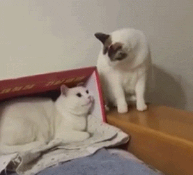 多猫家庭是什么体验？8年养猫人告诉你