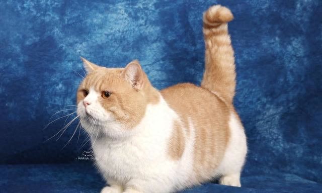 伴我同行：多猫家庭的快乐与挑战！