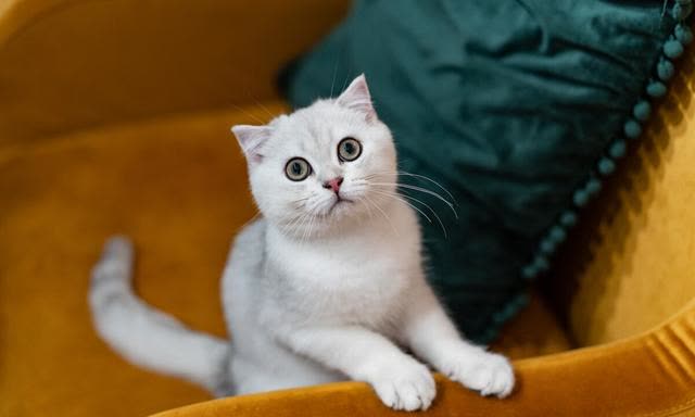 伴我同行：多猫家庭的快乐与挑战！