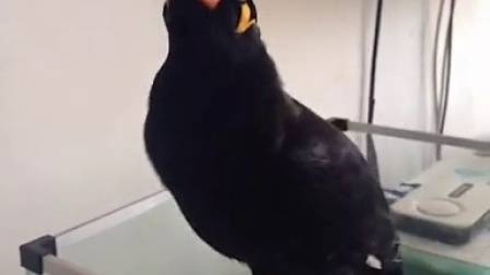 沈阳婚礼主持人吴畏刘迪皇朝万豪双人主持样片