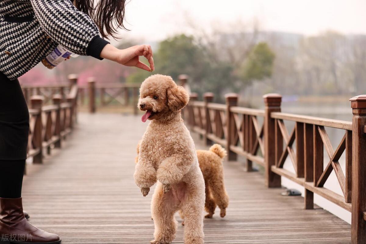 泰迪犬发情期如何判断？泰迪犬发情期那些你不知道的秘密！
