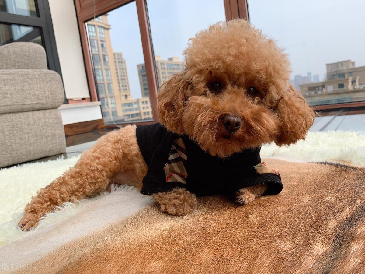 泰迪犬发情期如何判断？泰迪犬发情期那些你不知道的秘密！