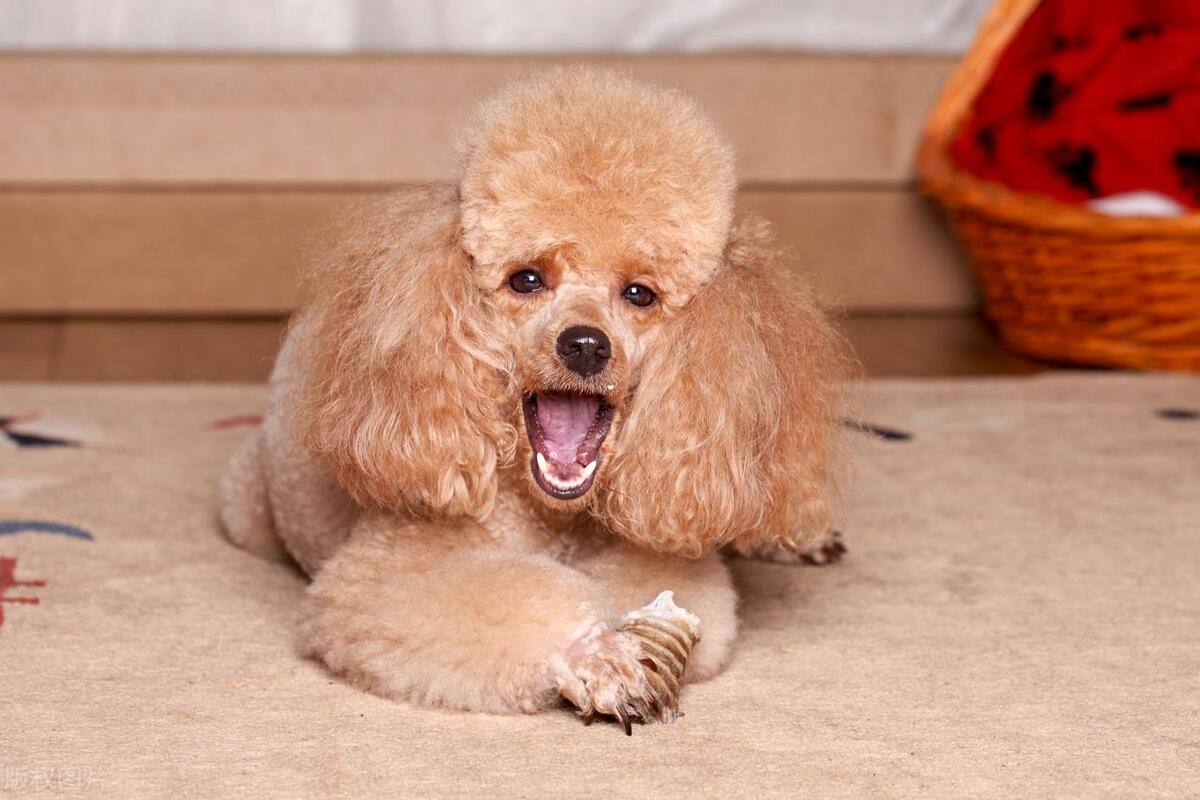 泰迪犬发情期如何判断？泰迪犬发情期那些你不知道的秘密！