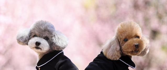 泰迪发情期有多久?3招帮它舒心,你选哪种?