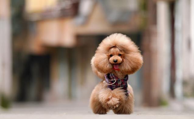 泰迪发情期有多久?3招帮它舒心,你选哪种?