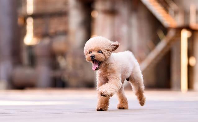 泰迪发情期有多久?3招帮它舒心,你选哪种?