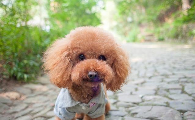 泰迪发情期有多久?3招帮它舒心,你选哪种?