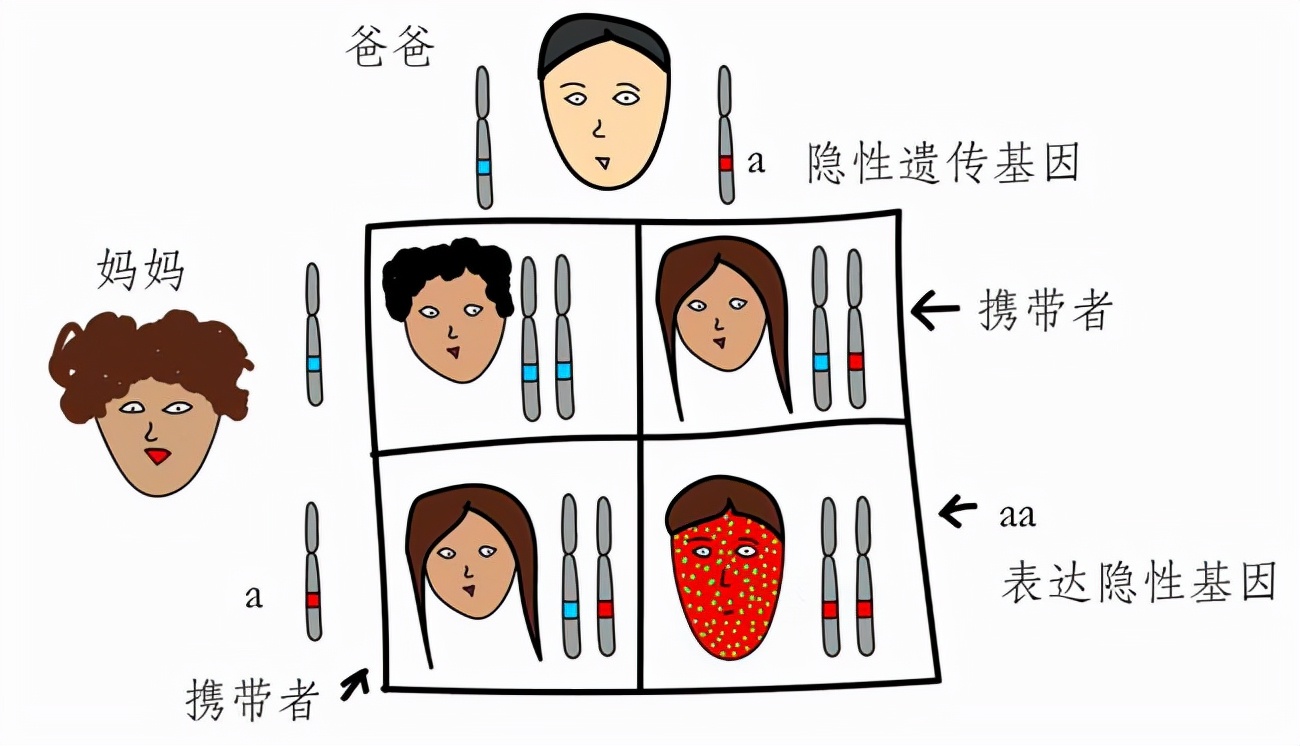 为什么狗会近亲繁殖，而人类却不能？科学的方式告诉你