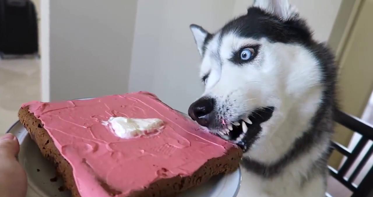 为什么狗会近亲繁殖，而人类却不能？科学的方式告诉你