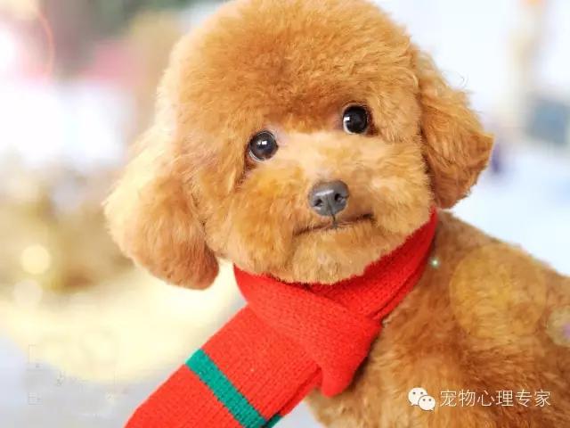 细谈“万骑王”泰迪——骑遍天下万物,一骑定乾坤!