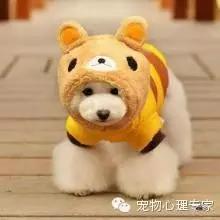 细谈“万骑王”泰迪——骑遍天下万物,一骑定乾坤!