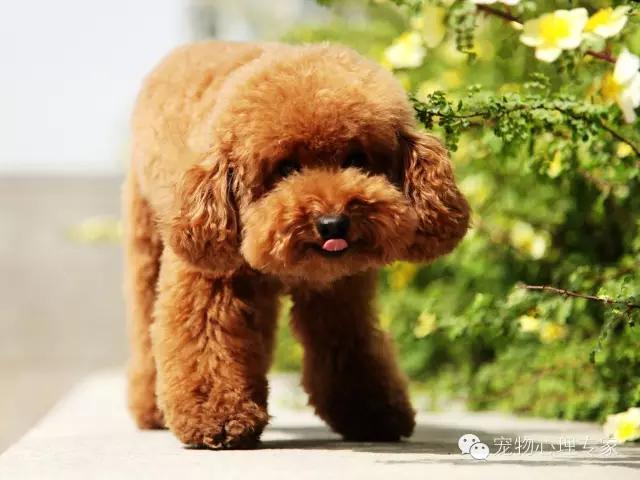 细谈“万骑王”泰迪——骑遍天下万物,一骑定乾坤!