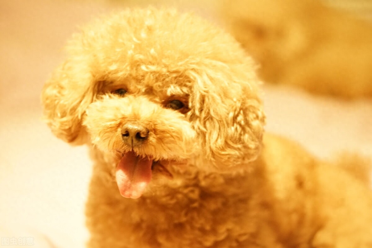 养宠日记：泰迪狗几个月来例假