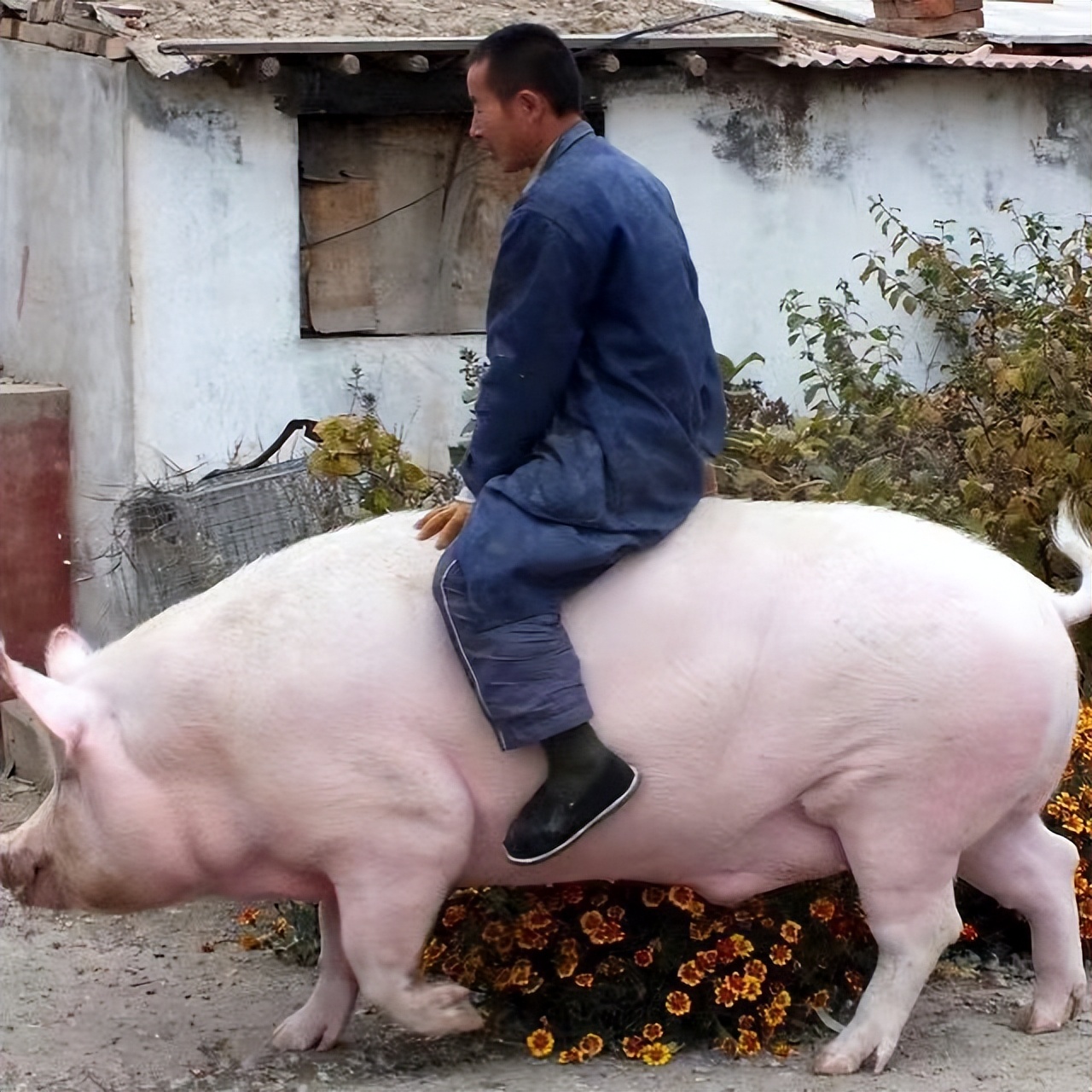 《我的世界》如何合成马鞍？这个合成配方还要从13年前说起！