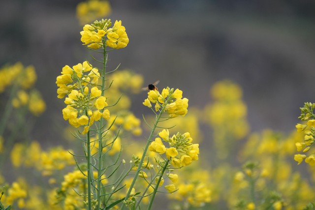 2026立春：凌晨4点交节，六九头双春开端，60年一遇吉兆
