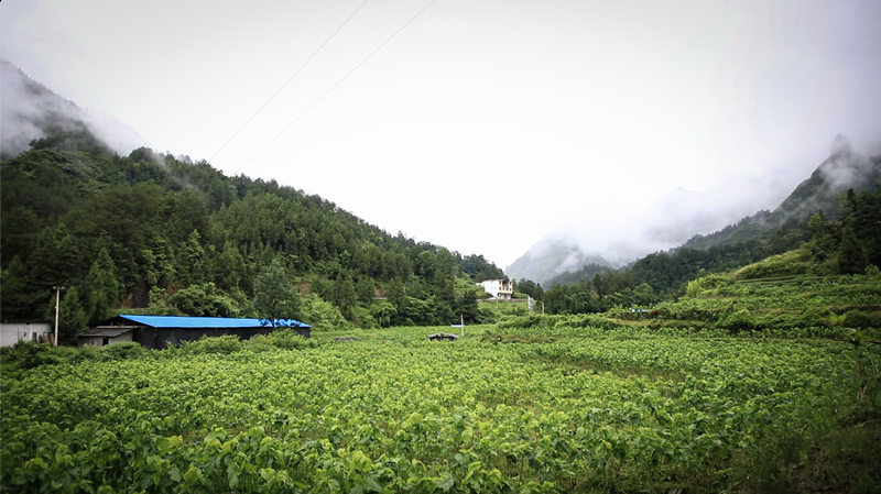走向我们的小康生活(14)丨黔江区金溪镇:把脉问诊开良方 打造“三金”奔小康