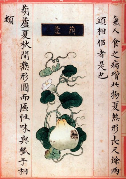 葫芦为何成为最具神话色彩的植物？