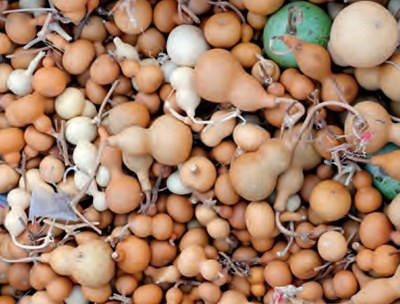 葫芦为何成为最具神话色彩的植物？