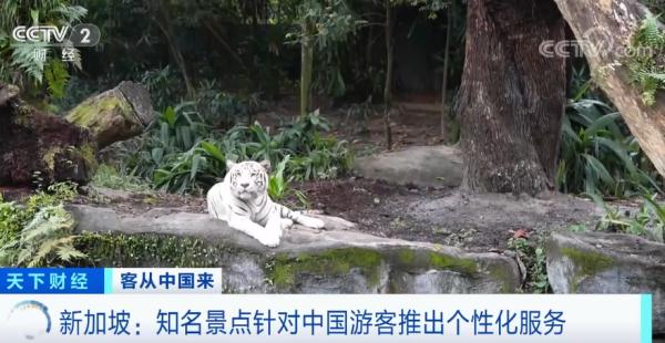 新加坡旅游从业者和景点积极准备 热情迎接中国游客