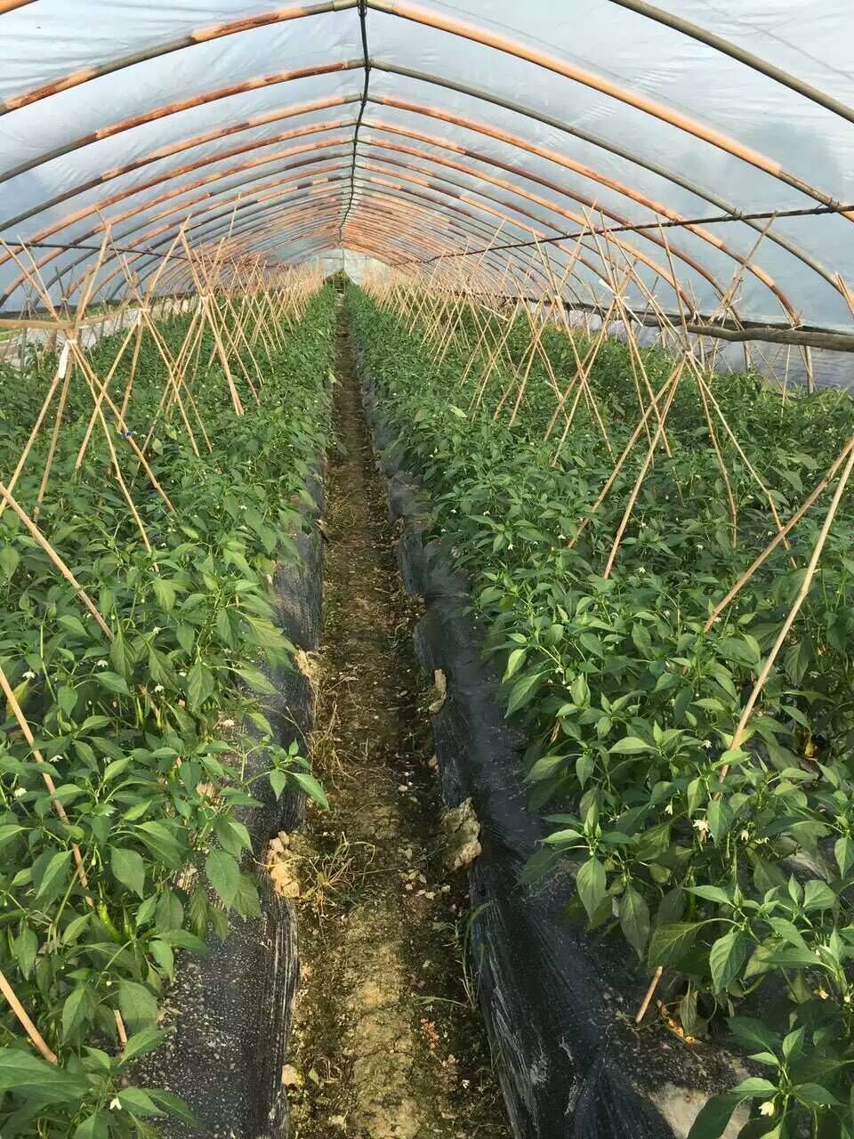 株洲市郊八大农庄自助游,吃喝玩乐一站搞定!