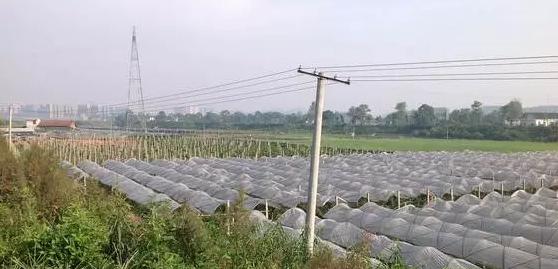株洲市郊八大农庄自助游,吃喝玩乐一站搞定!