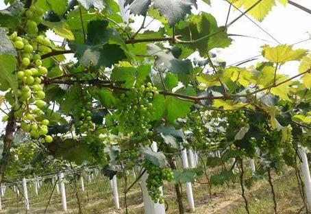 株洲市郊八大农庄自助游,吃喝玩乐一站搞定!