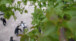 这是一部现代黑帮版《太子妃升职记》