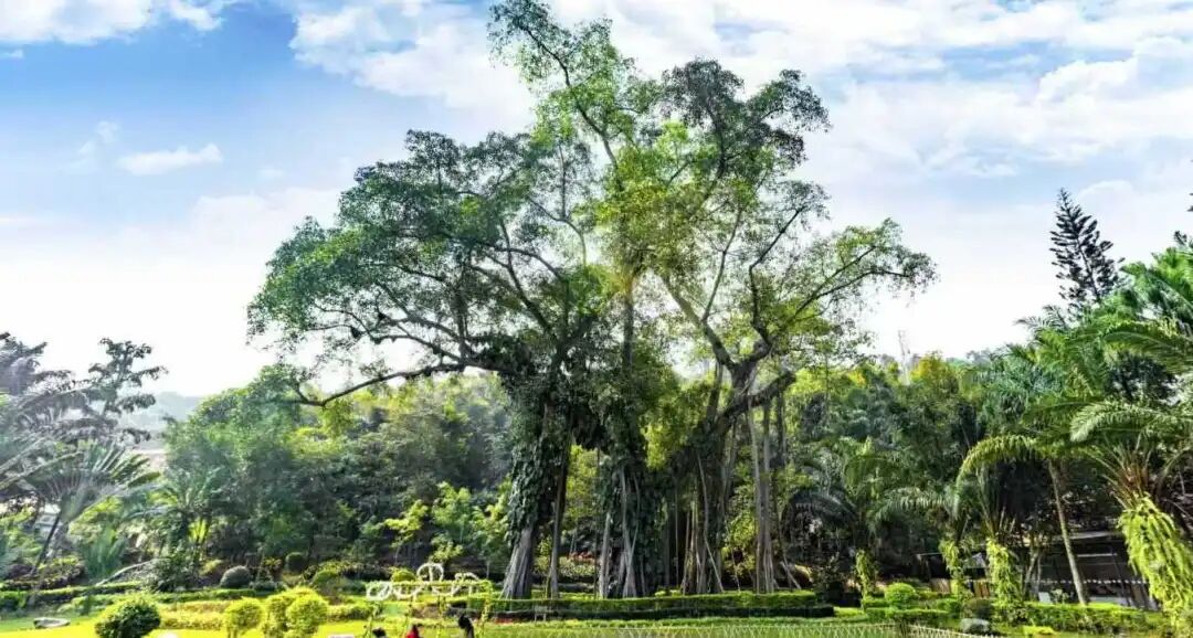 当滇超联赛遇上西双版纳……