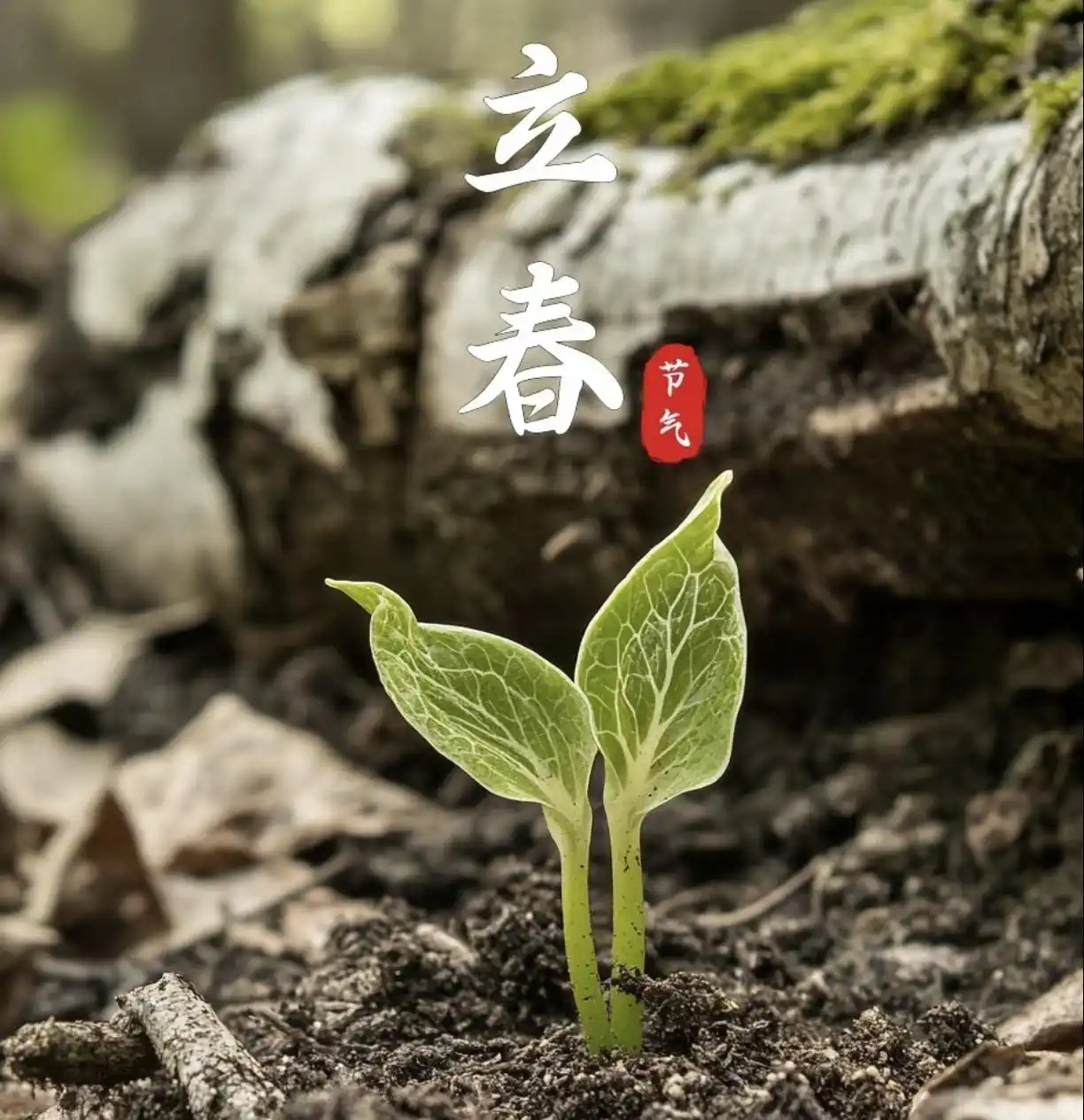 “立春除夕前，春打六九头”，2026年立春不一般，有啥说法？