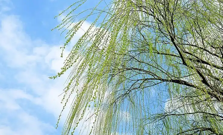 上午立春，无雪过年；下午立春，春节冷哭，2026年立春在几点？老天爷的天气预报！立春时间透露春节冷暖秘密