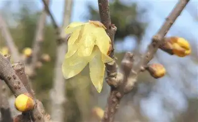 60年一遇!今年立春不一般