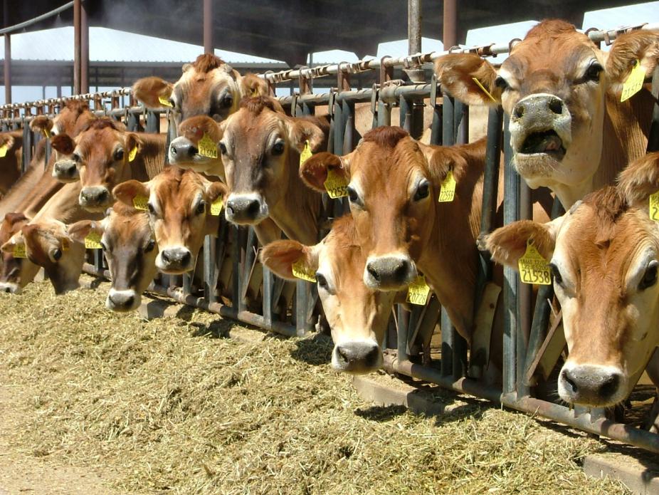 16家知名快餐业被点名，中国养殖业该不该禁用抗生素？