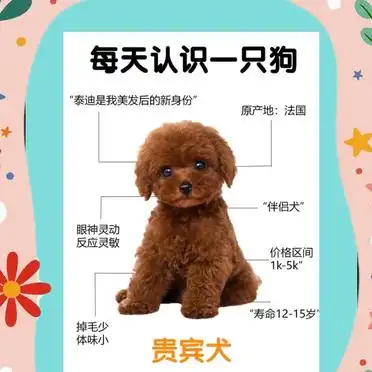 新手必看！贵宾犬饲养全攻略
