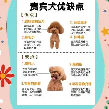 新手必看！贵宾犬饲养全攻略
