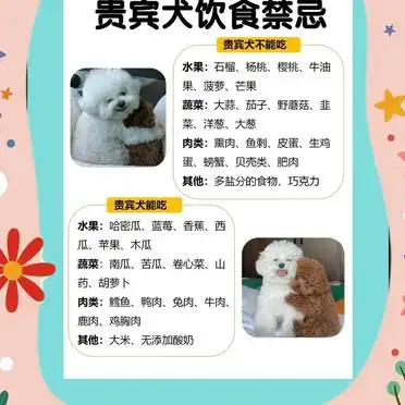 新手必看！贵宾犬饲养全攻略
