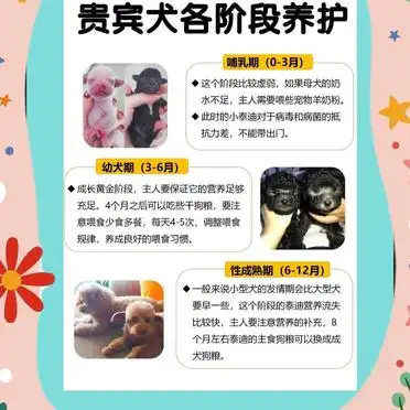 新手必看！贵宾犬饲养全攻略