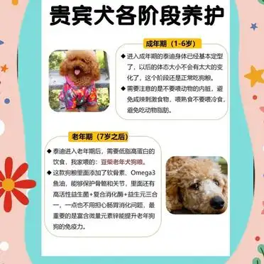 新手必看！贵宾犬饲养全攻略