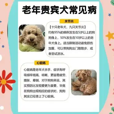 新手必看！贵宾犬饲养全攻略